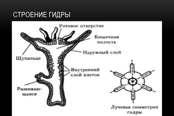 Ссылка на кракен через тор